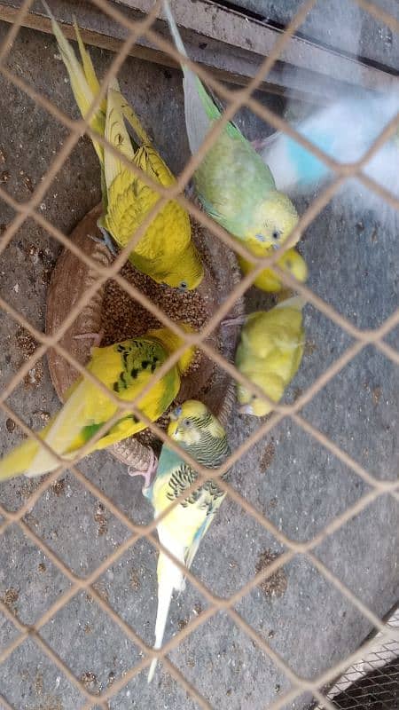 Quality Budgies 2