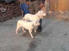 Labradoor female for sale Dino