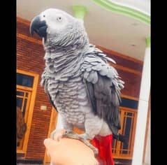 African grey