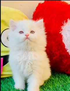 quality Persian panch face cate & kittan male female both available h