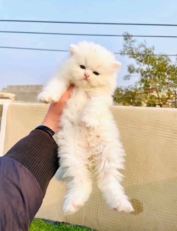 quality Persian panch face cate & kittan male female both available h 2