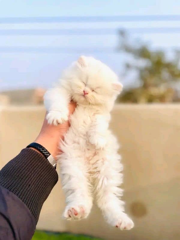 quality Persian panch face cate & kittan male female both available h 3