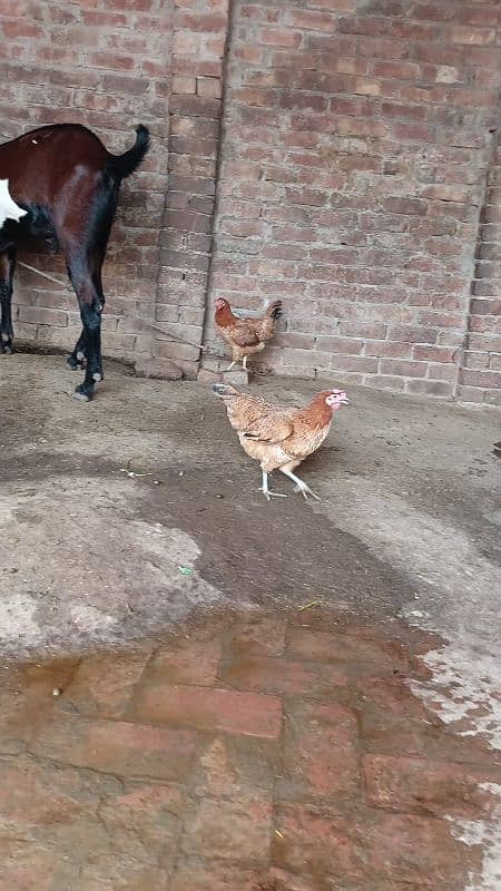 egg laying hens 2 female 1male 0