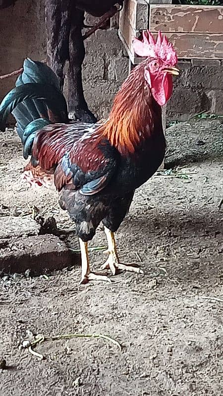 egg laying hens 2 female 1male 1