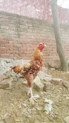 Pakistani assil murgha for sale long higt full fiter