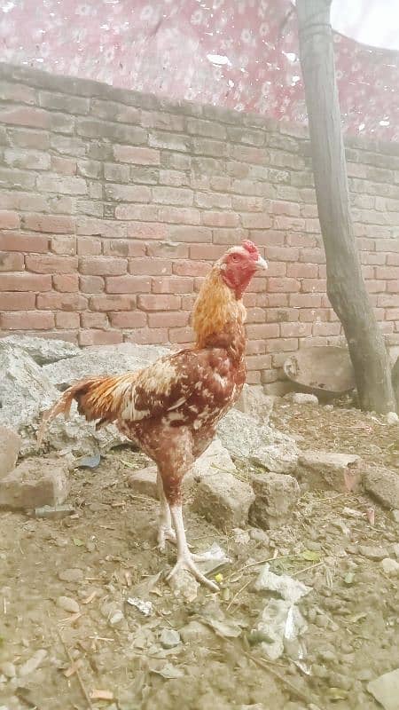 Pakistani assil murgha for sale long higt full fiter 0