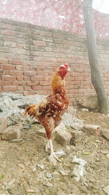 Pakistani assil murgha for sale long higt full fiter 1