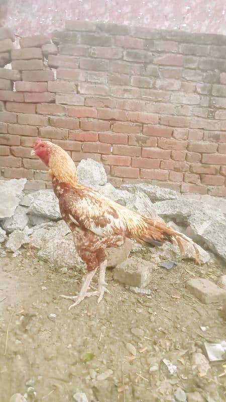 Pakistani assil murgha for sale long higt full fiter 2