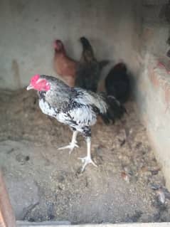 Desi misri egg laying hen 3 murgia 1 Aseel murga white nok na for sale