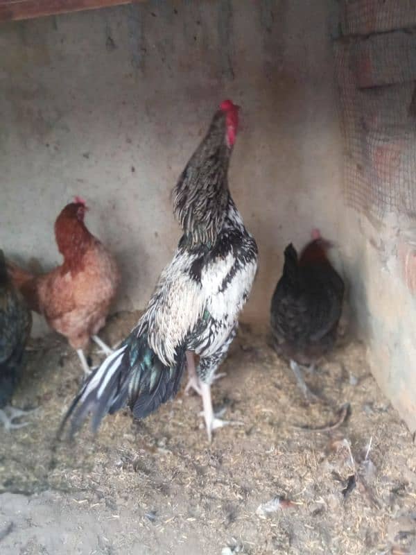 Desi misri egg laying hen 3 murgia 1 Aseel murga white nok na for sale 1