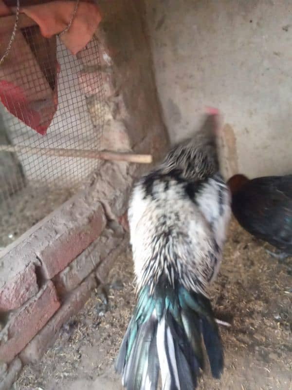 Desi misri egg laying hen 3 murgia 1 Aseel murga white nok na for sale 2