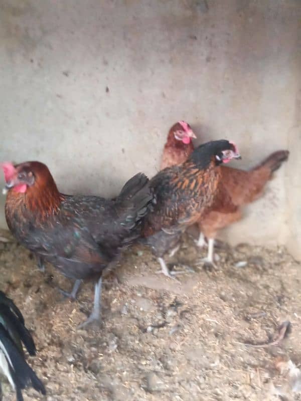 Desi misri egg laying hen 3 murgia 1 Aseel murga white nok na for sale 3