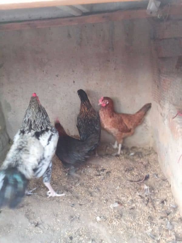 Desi misri egg laying hen 3 murgia 1 Aseel murga white nok na for sale 4