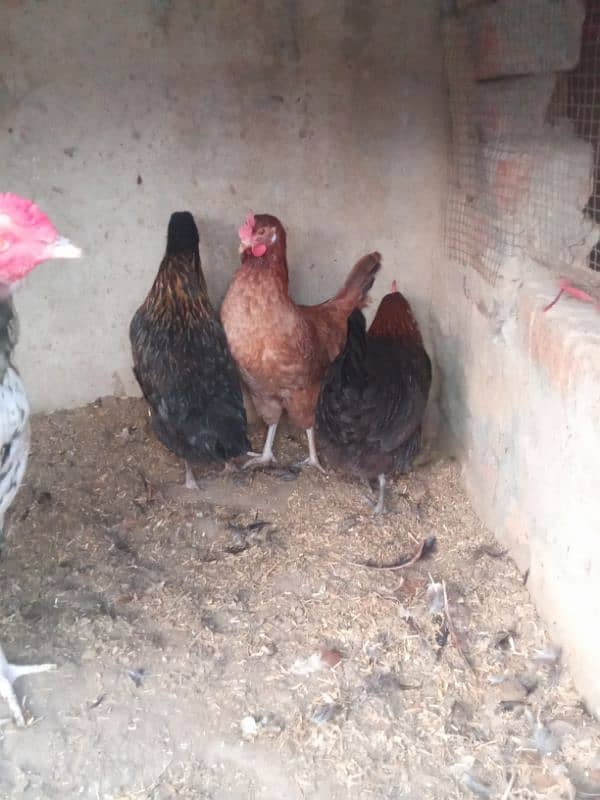 Desi misri egg laying hen 3 murgia 1 Aseel murga white nok na for sale 5