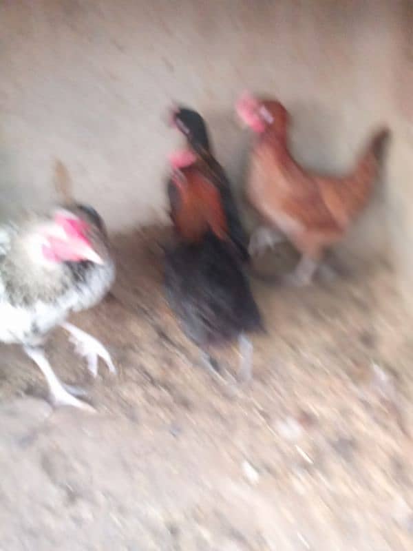 Desi misri egg laying hen 3 murgia 1 Aseel murga white nok na for sale 6