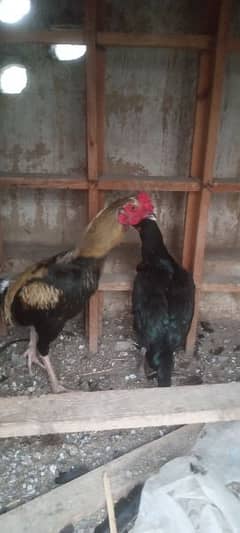 Aseel hen pair for sale rawalpindi