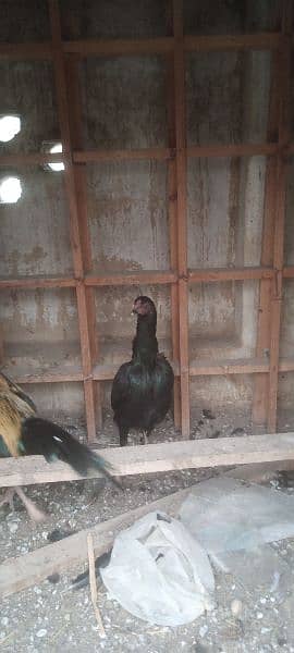 Aseel hen pair for sale rawalpindi 1