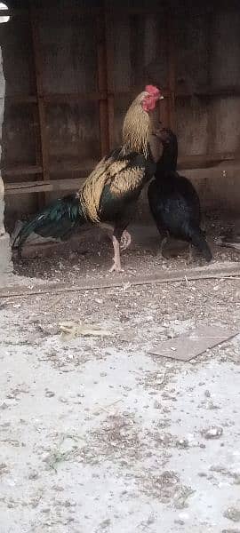 Aseel hen pair for sale rawalpindi 2