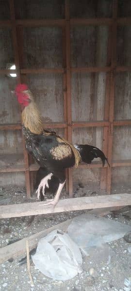 Aseel hen pair for sale rawalpindi 3