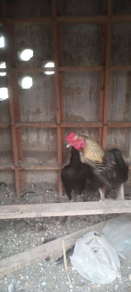 Aseel hen pair for sale rawalpindi 4