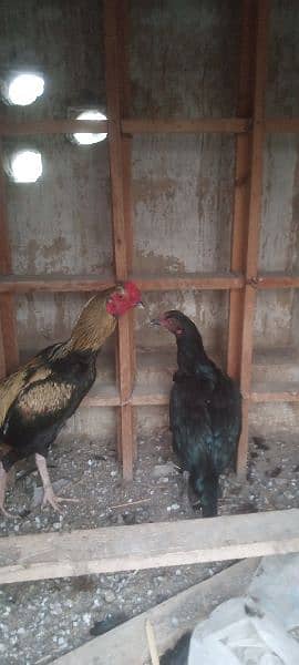 Aseel hen pair for sale rawalpindi 5