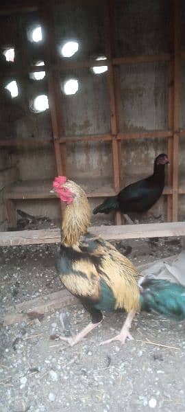 Aseel hen pair for sale rawalpindi 6