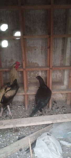 Aseel hen pair for sale rawalpindi 7