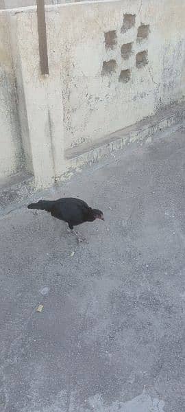 Aseel hen pair for sale rawalpindi 8