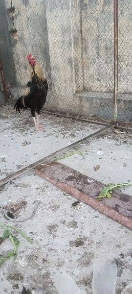 Aseel hen pair for sale rawalpindi 9