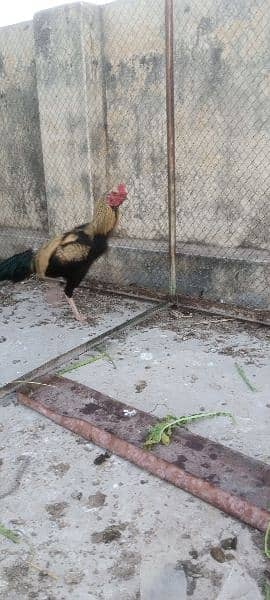 Aseel hen pair for sale rawalpindi 10