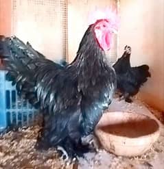 Fancy,Aseel & Desi Misri Pairs, Chicks & eggs available