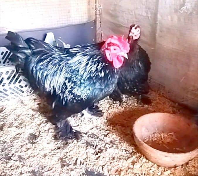 Fancy,Aseel & Desi Misri Pairs, Chicks & eggs available 2