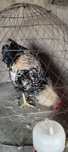 Desi Golden Misri & Fancy Pairs, Chicks & eggs available