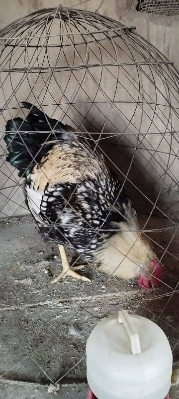 Fancy,Aseel & Desi Misri Pairs, Chicks & eggs available 3