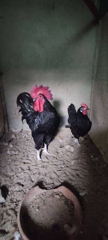 Fancy,Aseel & Desi Misri Pairs, Chicks & eggs available 4