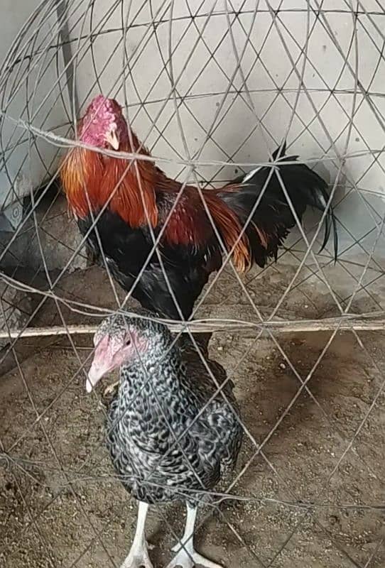 Fancy,Aseel & Desi Misri Pairs, Chicks & eggs available 5