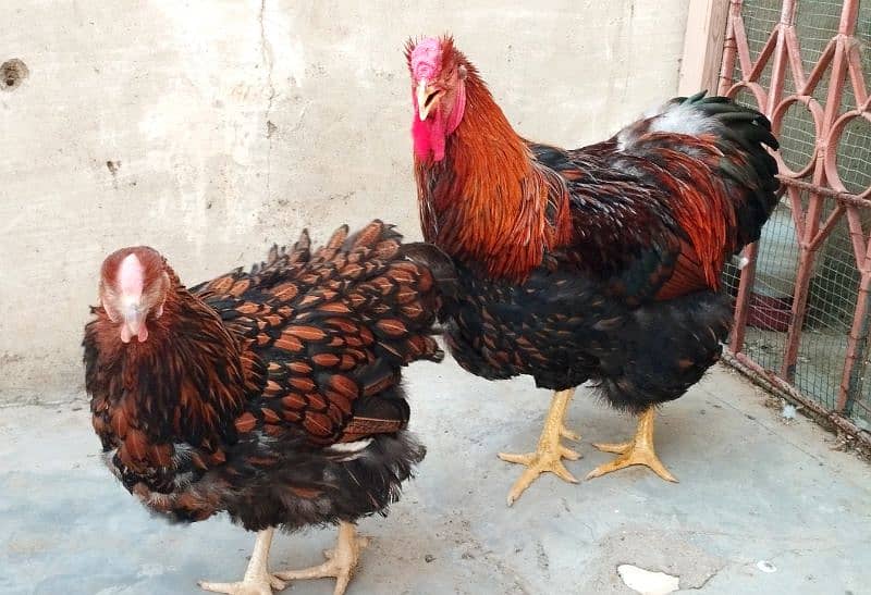 Fancy,Aseel & Desi Misri Pairs, Chicks & eggs available 6