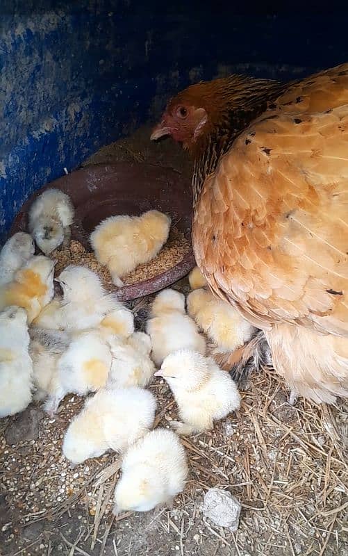 Columbian Brahma Chicks 2