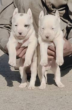 Pure Kohati Gultair Pair Age 2 month for sale