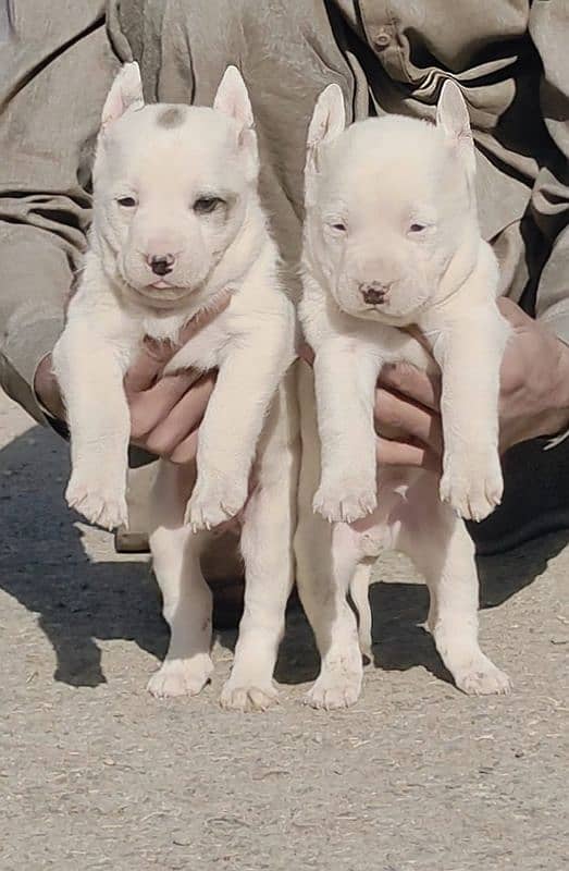 Pure Kohati Gultair Pair Age 2 month for sale 0