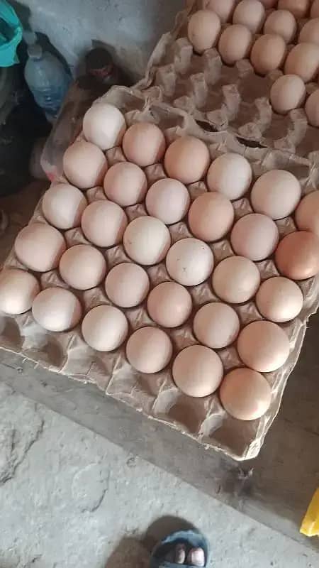 Desi Eggs for Sale 100 % Organic 0