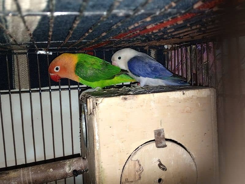 love bird,parrot,albino,palefellow,cage 0327-0277654,par Blue,cocktail 0