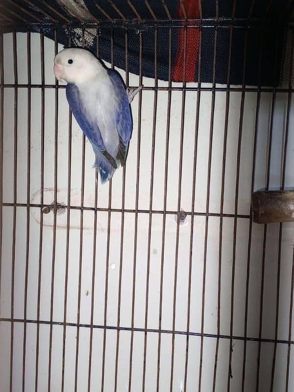 love bird,parrot,albino,palefellow,cage 0327-0277654,par Blue,cocktail 1