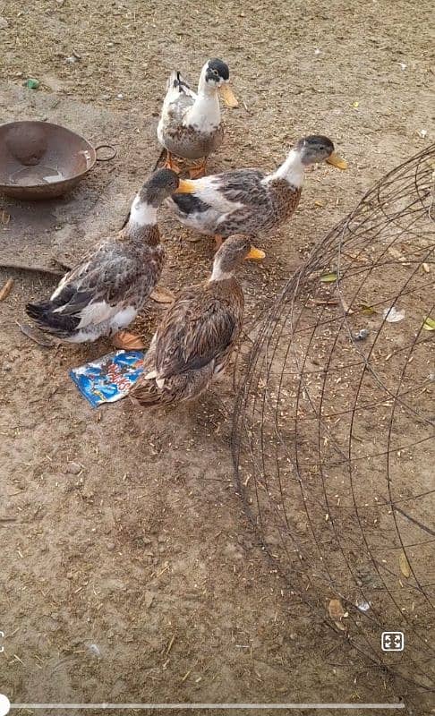 ducks for sale 0