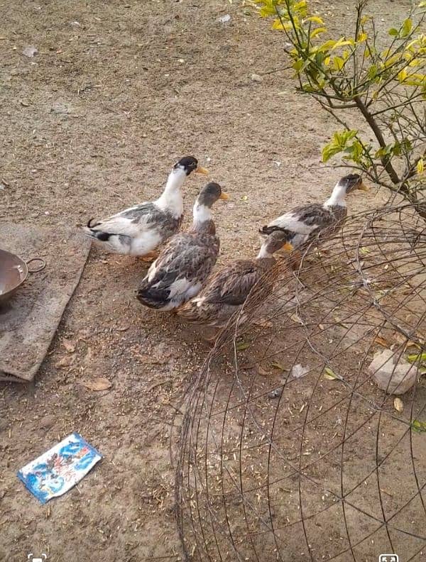 ducks for sale 2