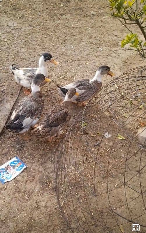 ducks for sale 3