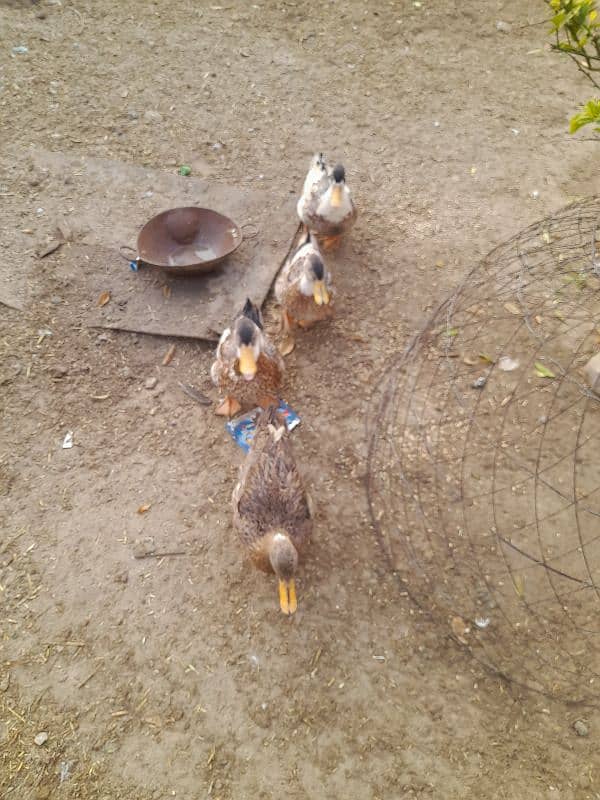 ducks for sale 4