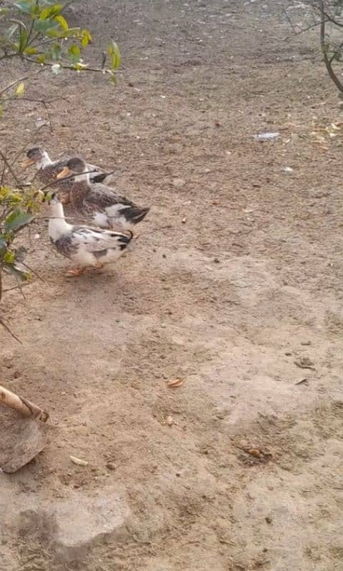 ducks for sale 5