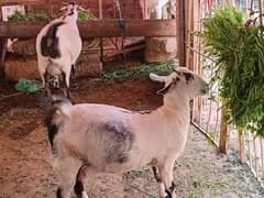 2 female goat for sale