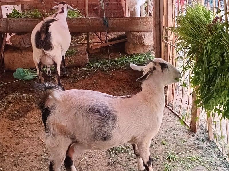 2 female goat for sale 0